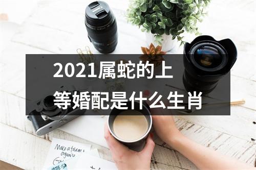 2025属蛇的上等婚配是什么生肖