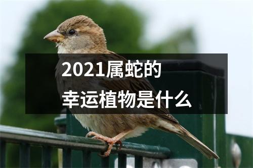 2025属蛇的幸运植物是什么