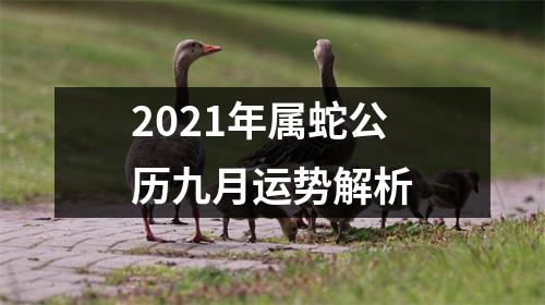 2025年属蛇公历九月运势解析