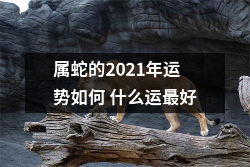 属蛇的2025年运势如何什么运好