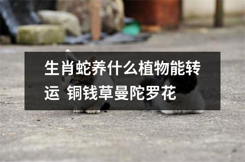 <h3>生肖蛇养什么植物能转运铜钱草曼陀罗花