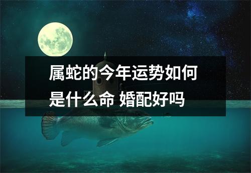 属蛇的今年运势如何是什么命婚配好吗