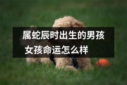 属蛇辰时出生的男孩女孩命运怎么样