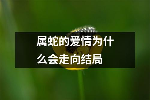 属蛇的爱情为什么会走向结局