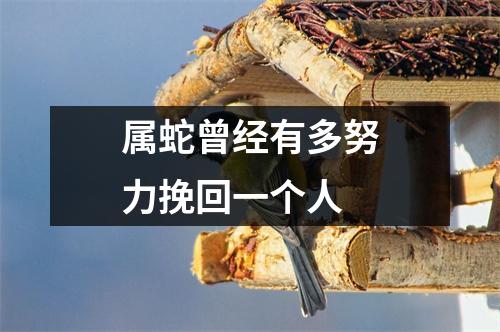 <h3>属蛇曾经有多努力挽回一个人