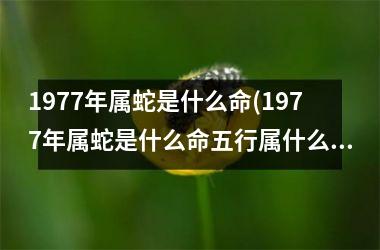 1977年属蛇是什么命(1977年属蛇是什么命五行属什么)