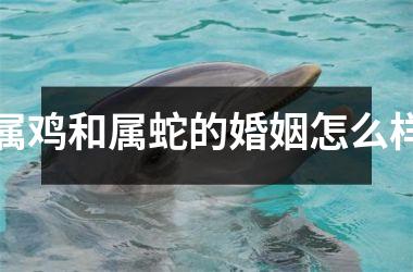 属鸡和属蛇的婚姻怎么样
