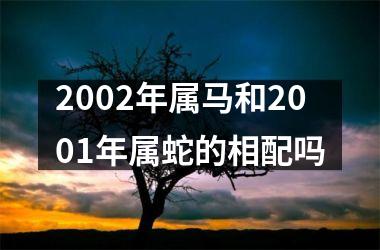 2002年属马和2001年属蛇的相配吗
