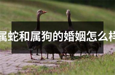 属蛇和属狗的婚姻怎么样