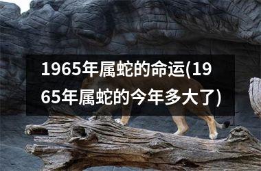 1965年属蛇的命运(1965年属蛇的今年多大了)