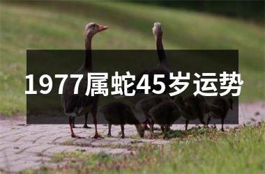 1977属蛇45岁运势