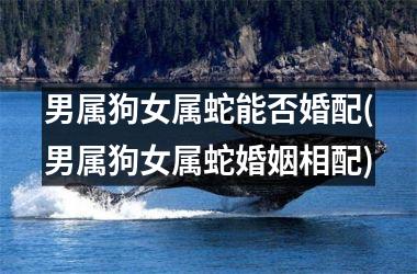 男属狗女属蛇能否婚配(男属狗女属蛇婚姻相配)