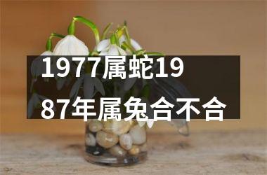 1977属蛇1987年属兔合不合