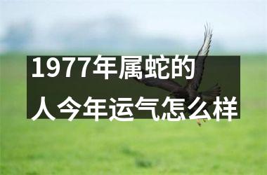 1977年属蛇的人今年运气怎么样