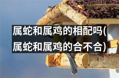 属蛇和属鸡的相配吗(属蛇和属鸡的合不合)
