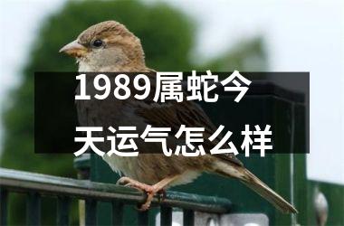 1989属蛇今天运气怎么样