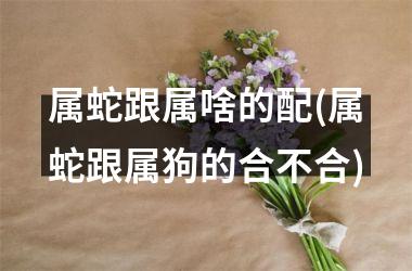 <h3>属蛇跟属啥的配(属蛇跟属狗的合不合)