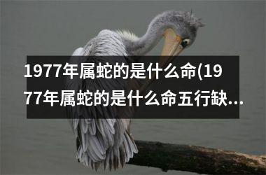 1977年属蛇的是什么命(1977年属蛇的是什么命五行缺什么)