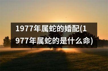 1977年属蛇的婚配(1977年属蛇的是什么命)