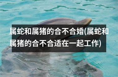 属蛇和属猪的合不合婚(属蛇和属猪的合不合适在一起工作)