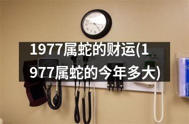 1977属蛇的财运(1977属蛇的今年多大)