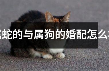 <h3>属蛇的与属狗的婚配怎么样