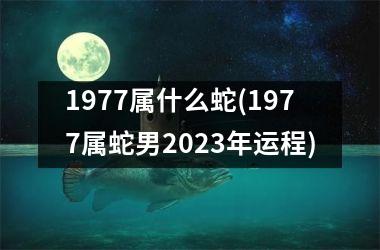 1977属什么蛇(1977属蛇男2025年运程)