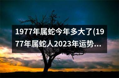 <h3>1977年属蛇今年多大了(1977年属蛇人2025年运势运程每月运程)