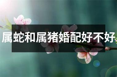 <h3>属蛇和属猪婚配好不好