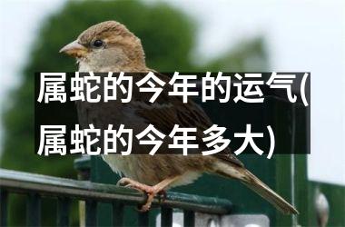 属蛇的今年的运气(属蛇的今年多大)