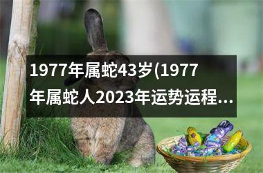 1977年属蛇43岁(1977年属蛇人2025年运势运程每月运程)