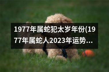 1977年属蛇犯太岁年份(1977年属蛇人2023年运势运程每月运程)