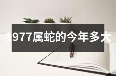 1977属蛇的今年多大