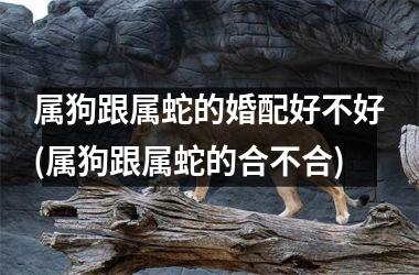 属狗跟属蛇的婚配好不好(属狗跟属蛇的合不合)