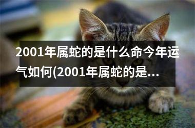 2001年属蛇的是什么命今年运气如何(2001年属蛇的是什么命婚配)