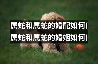 <h3>属蛇和属蛇的婚配如何(属蛇和属蛇的婚姻如何)