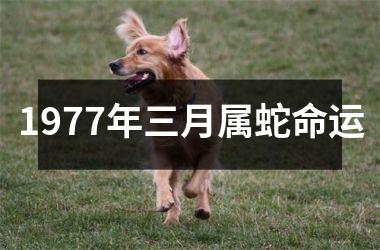 <h3>1977年三月属蛇命运