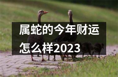 属蛇的今年财运怎么样2025