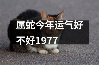 属蛇今年运气好不好1977