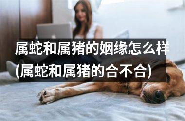 属蛇和属猪的姻缘怎么样(属蛇和属猪的合不合)