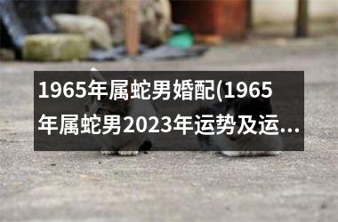 1965年属蛇男婚配(1965年属蛇男2023年运势及运程详解)