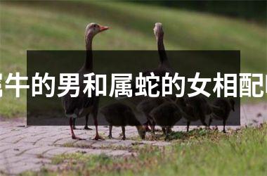属牛的男和属蛇的女相配吗