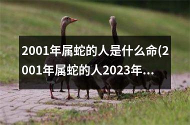 <h3>2001年属蛇的人是什么命(2001年属蛇的人2025年的运势)