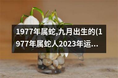 1977年属蛇,九月出生的(1977年属蛇人2023年运势运程每月运程)