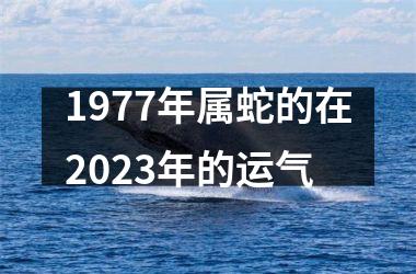 1977年属蛇的在2023年的运气