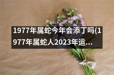 1977年属蛇今年会添丁吗(1977年属蛇人2023年运势运程每月运程)