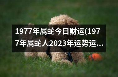 1977年属蛇今日财运(1977年属蛇人2023年运势运程每月运程)