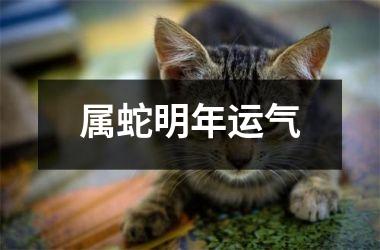 属蛇明年运气