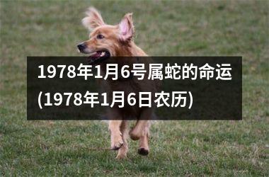 <h3>1978年1月6号属蛇的命运(1978年1月6日农历)