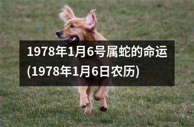 1978年1月6号属蛇的命运(1978年1月6日农历)